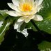 20070616_mizumotokoen_0011